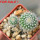 UEBELMANNIA meninensis x pectinifera, 5 cm pot, 2 pcs. seedlings