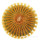 UEBELMANNIA pectinifera var. eriocactoides RNK 99, illustrative photo