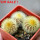 UEBELMANNIA pectinifera var. eriocactoides RNK 99, 3 pcs. SEEDLINGS, one 5 cm pot