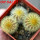 UEBELMANNIA pectinifera var. eriocactoides RNK 99, 3 pcs. SEEDLINGS, one 5 cm pot