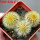 UEBELMANNIA pectinifera var. eriocactoides RNK 99, 3 pcs. SEEDLINGS, one 5 cm pot