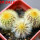 UEBELMANNIA pectinifera var. eriocactoides RNK 99, 3 pcs. SEEDLINGS, one 5 cm pot