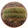 UEBELMANNIA meninensis f. cristate, illustrative photo