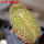 UEBELMANNIA meninensis f. cristate, 9 cm pot, grafted