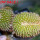 UEBELMANNIA meninensis f. cristate, 9 cm pot, grafted