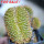 UEBELMANNIA meninensis f. cristate, 9 cm pot, grafted