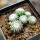 UEBELMANNIA gummifera RNK 25/2023 (HU 282, type), 15 months old SEEDLINGS now