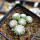UEBELMANNIA gummifera RNK 25/2023 (HU 282, type), 15 months old SEEDLINGS now