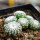 UEBELMANNIA gummifera RNK 25/2023 (HU 282, type), 15 months old SEEDLINGS now