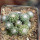 UEBELMANNIA meninensis f. rubra RNK 22, from green plants, 15 months old SEEDLINGS now