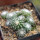 UEBELMANNIA meninensis f. rubra RNK 22, from green plants, 15 months old SEEDLINGS now