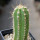 PIERREBRAUNIA brauniorum ex Neirick ex Zahra ex Pierre Braun, 7 cm pot, rooted offset