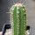 PIERREBRAUNIA brauniorum ex Neirick ex Zahra ex Pierre Braun, 7 cm pot, rooted offset