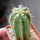 PIERREBRAUNIA brauniorum ex Neirick ex Zahra ex Pierre Braun, 6 cm pot, rooted offset