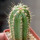 PIERREBRAUNIA brauniorum ex Neirick ex Zahra ex Pierre Braun, 6 cm pot, rooted offset