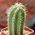 PIERREBRAUNIA brauniorum ex Neirick ex Zahra ex Pierre Braun, 6 cm pot, rooted offset