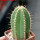 PIERREBRAUNIA brauniorum ex Neirick ex Zahra ex Pierre Braun, 6 cm pot, rooted offset
