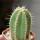 PIERREBRAUNIA brauniorum ex Neirick ex Zahra ex Pierre Braun, 6 cm pot, rooted offset