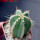 PIERREBRAUNIA brauniorum ex Neirick ex Zahra ex Pierre Braun, 6 cm pot, rooted offset