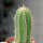 PIERREBRAUNIA brauniorum ex Neirick ex Zahra ex Pierre Braun, 6 cm pot, rooted offset