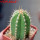 PIERREBRAUNIA brauniorum ex Neirick ex Zahra ex Pierre Braun, 6 cm pot, rooted offset