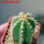 PIERREBRAUNIA brauniorum ex Neirick ex Zahra ex Pierre Braun, 6 cm pot, rooted offset