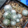 UEBELMANNIA meninensis HU 108, 15 months old SEEDLINGS now