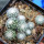 UEBELMANNIA meninensis HU 108, 15 months old SEEDLINGS now