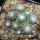 UEBELMANNIA meninensis RNK 47/2023, Serra Negra,15 months old SEEDLINGS now