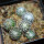 UEBELMANNIA meninensis RNK 47/2023, Serra Negra,15 months old SEEDLINGS now