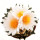 ARIOCARPUS bravoanus x VM 288, f. white flower, illustrative photo