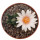 ARIOCARPUS bravoanus x VM 288, f. white flower, illustrative photo