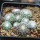 UEBELMANNIA meninensis f. rubra RNK 22/2023,15 months old SEEDLINGS now
