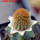 BRACHYCEREUS nesioticus clone P1, 6,5 cm pot, grafted offset