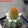 BRACHYCEREUS nesioticus clone P1, 6,5 cm pot, grafted offset