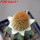 BRACHYCEREUS nesioticus clone P1, 6,5 cm pot, grafted offset
