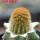 BRACHYCEREUS nesioticus clone P1, 6,5 cm pot, grafted offset