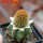 BRACHYCEREUS nesioticus clone P1, 6,5 cm pot, grafted offset