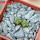 AZTEKIUM valdezii GCG 10893, 1 pot 5 cm, 2 pcs., SEEDLINGS  