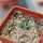 AZTEKIUM valdezii GCG 10893, 1 pot 6 cm, 4 pcs., SEEDLINGS  