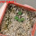 AZTEKIUM valdezii GCG 10893, 1 pot 6 cm, 4 pcs., SEEDLINGS  