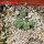 AZTEKIUM valdezii GCG 10893, 1 pot 6 cm, 4 pcs., SEEDLINGS  