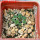 AZTEKIUM valdezii GCG 10893, 1 pot 6 cm, 9 pcs., SEEDLINGS