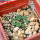 AZTEKIUM valdezii GCG 10893, 1 pot 6 cm, 9 pcs., SEEDLINGS