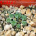 AZTEKIUM valdezii GCG 10893, 1 pot 6 cm, 9 pcs., SEEDLINGS