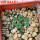 AZTEKIUM valdezii GCG 10893, 1 pot 6 cm, 9 pcs., SEEDLINGS