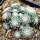 UEBELMANNIA gummifera f. tall plants RNK 102/14, Tromba d´Anta, 15 months old SEEDLINGS now