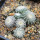 UEBELMANNIA gummifera f. tall plants RNK 102/14, Tromba d´Anta, 15 months old SEEDLINGS now