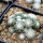 UEBELMANNIA gummifera f. tall plants RNK 102/14, Tromba d´Anta, 15 months old SEEDLINGS now