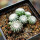 UEBELMANNIA gummifera RNK 25/2023 (HU 282, type), 15 months old SEEDLINGS now